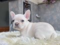 Mavi Tonlu 27 Günlük Safkan French Bulldog Yavrularımız