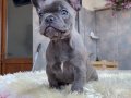 Mavi Tonlu 27 Günlük Safkan French Bulldog Yavrularımız