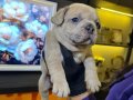 EGZOTİK FRENCH BULLDOG YAVRULARIM HARİKA RENKLER VE ANATOMİ