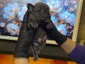 EGZOTİK FRENCH BULLDOG YAVRULARIM HARİKA RENKLER VE ANATOMİ