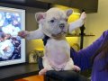 EGZOTİK FRENCH BULLDOG YAVRULARIM HARİKA RENKLER VE ANATOMİ