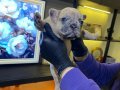 EGZOTİK FRENCH BULLDOG YAVRULARIM HARİKA RENKLER VE ANATOMİ