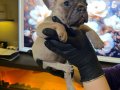 EGZOTİK FRENCH BULLDOG YAVRULARIM HARİKA RENKLER VE ANATOMİ