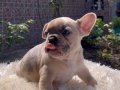 Renk Şöleni Egzotik Genetikli French Bulldog Yavruları