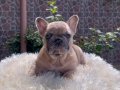 Renk Şöleni Egzotik Genetikli French Bulldog Yavruları