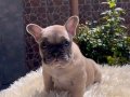 Renk Şöleni Egzotik Genetikli French Bulldog Yavruları