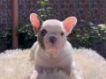 Renk Şöleni Egzotik Genetikli French Bulldog Yavruları