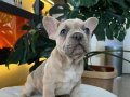 EGZOTİK FRENCH BULLDOG YAVRULARIM HARİKA RENKLER VE ANATOMİ