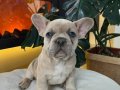 EGZOTİK FRENCH BULLDOG YAVRULARIM HARİKA RENKLER VE ANATOMİ