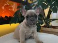 EGZOTİK FRENCH BULLDOG YAVRULARIM HARİKA RENKLER VE ANATOMİ