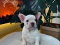 EGZOTİK FRENCH BULLDOG YAVRULARIM HARİKA RENKLER VE ANATOMİ