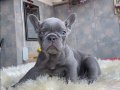 EGZOTİK BLUE FRENCH BULLDOG YAVRULARIM REZERVEYE AÇIK