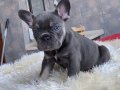 EGZOTİK BLUE FRENCH BULLDOG YAVRULARIM REZERVEYE AÇIK