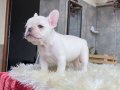 EGZOTİK BLUE FRENCH BULLDOG YAVRULARIM REZERVEYE AÇIK