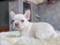EGZOTİK BLUE FRENCH BULLDOG YAVRULARIM REZERVEYE AÇIK