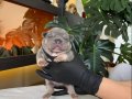 RENGARENK FRENCH BULLDOG YAVRULARIM REZERVEYE AÇIK