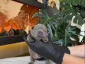 RENGARENK FRENCH BULLDOG YAVRULARIM REZERVEYE AÇIK