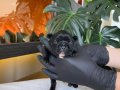 RENGARENK FRENCH BULLDOG YAVRULARIM REZERVEYE AÇIK