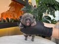 RENGARENK FRENCH BULLDOG YAVRULARIM REZERVEYE AÇIK