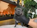 RENGARENK FRENCH BULLDOG YAVRULARIM REZERVEYE AÇIK
