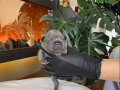 RENGARENK FRENCH BULLDOG YAVRULARIM REZERVEYE AÇIK