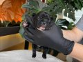 RENGARENK FRENCH BULLDOG YAVRULARIM REZERVEYE AÇIK