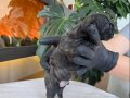 RENGARENK FRENCH BULLDOG YAVRULARIM REZERVEYE AÇIK