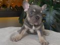 RENGARENK FRENCH BULLDOG YAVRULARIM EGZOTİK