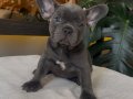 RENGARENK FRENCH BULLDOG YAVRULARIM EGZOTİK