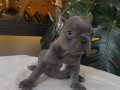 RENGARENK FRENCH BULLDOG YAVRULARIM EGZOTİK