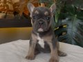 RENGARENK FRENCH BULLDOG YAVRULARIM EGZOTİK