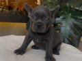 RENGARENK FRENCH BULLDOG YAVRULARIM EGZOTİK