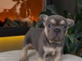 REZERVEYE AÇIK EGZOTİK FRENCH BULLDOG SAFKAN YAVRULARIM ÖZEL