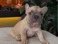 REZERVEYE AÇIK EGZOTİK FRENCH BULLDOG SAFKAN YAVRULARIM ÖZEL