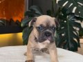 REZERVEYE AÇIK EGZOTİK FRENCH BULLDOG SAFKAN YAVRULARIM ÖZEL