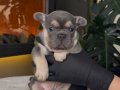 REZERVEYE AÇIK EGZOTİK FRENCH BULLDOG SAFKAN YAVRULARIM ÖZEL