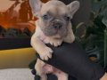 REZERVEYE AÇIK EGZOTİK FRENCH BULLDOG SAFKAN YAVRULARIM ÖZEL