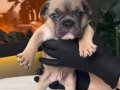 REZERVEYE AÇIK EGZOTİK FRENCH BULLDOG SAFKAN YAVRULARIM ÖZEL