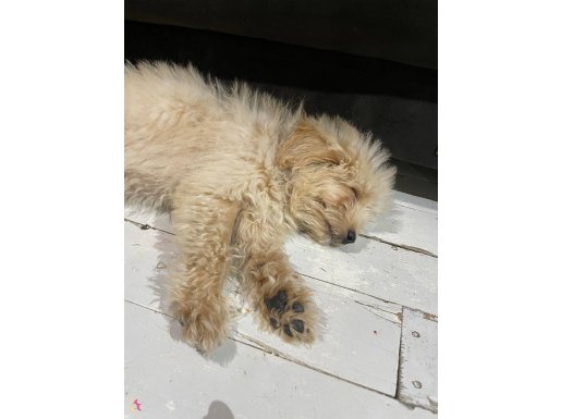 Çok acilll 8 aylık yavrumuza yuva arıyoruz…