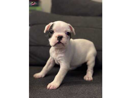 Maskeli Safkan Küt Burun Anatomi Harikası French Yavrular 