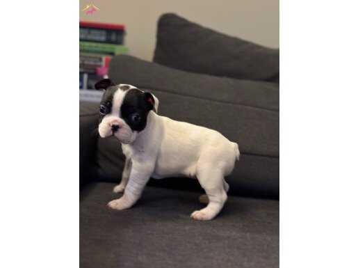 Maskeli anatomi harikası french bebekler