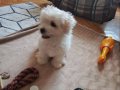 Maltese terrier yavrum anne maltipo