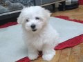 Maltese terrier yavrum
