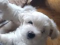 Maltese terrier yavrum