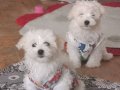 Maltese terrier yavrum