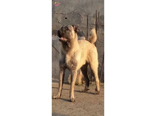 13 Aylık Erkek Saf-kan Yavru Kangal