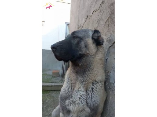 20 AYLIK SAFKAN KANGAL 