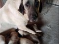 Orijinal Safkan Kangal Yavruları 