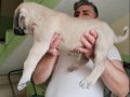 Orijinal Safkan Kangal Yavruları 