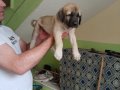 Orijinal Safkan Kangal Yavruları 